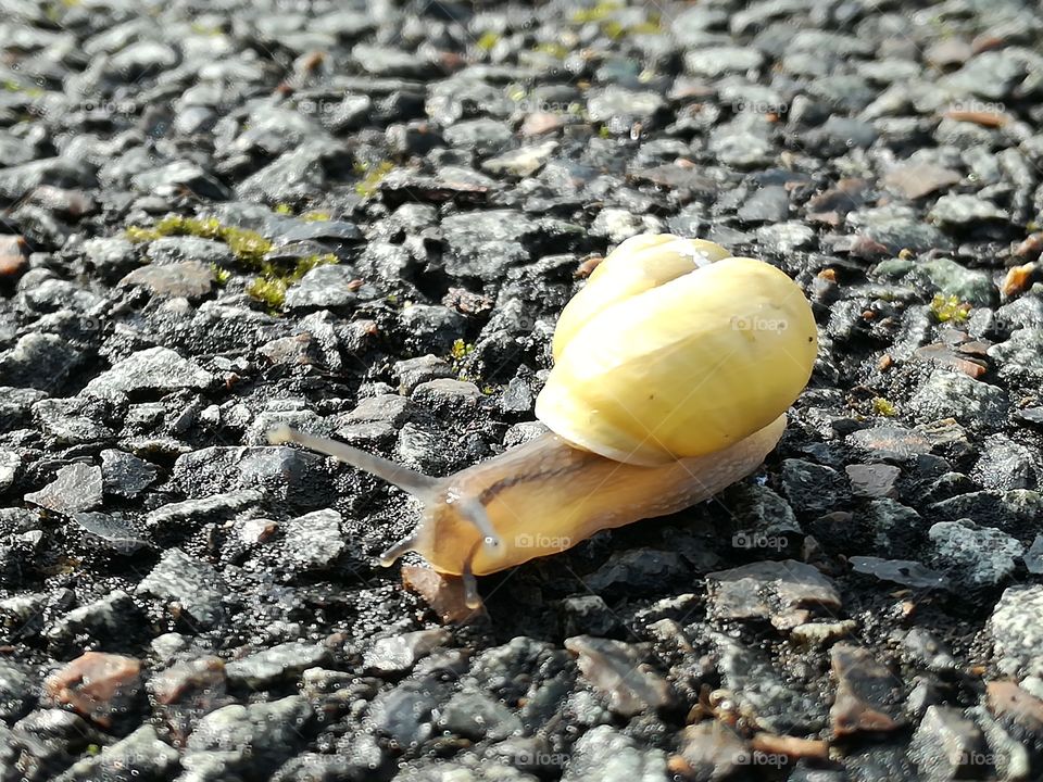 Cute little snail going about its daily life.