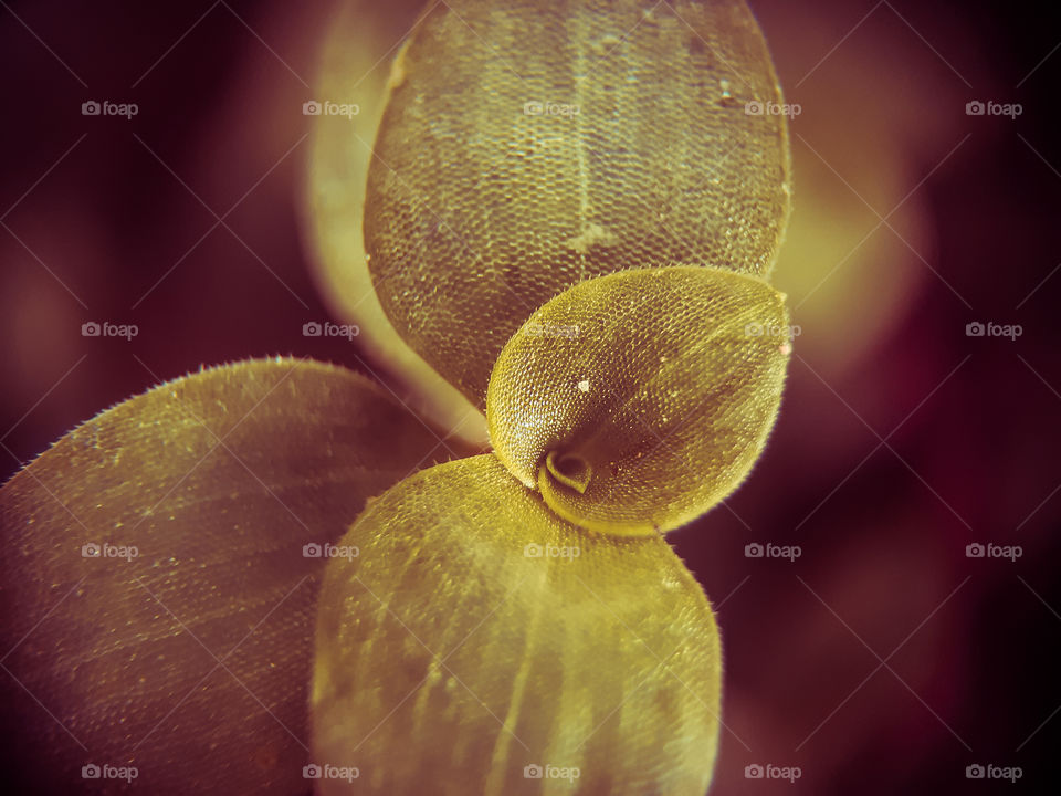 leaf in macro