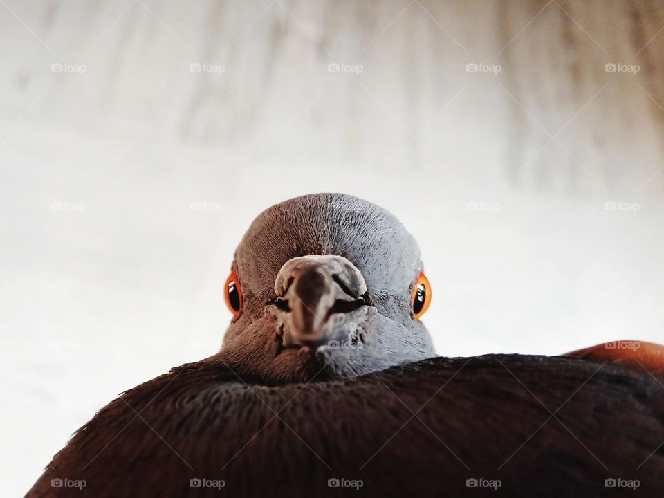 scared pigeon looking straight at the camera.