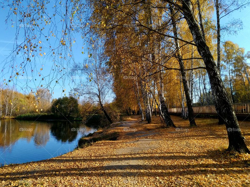 Autumn leaf fall