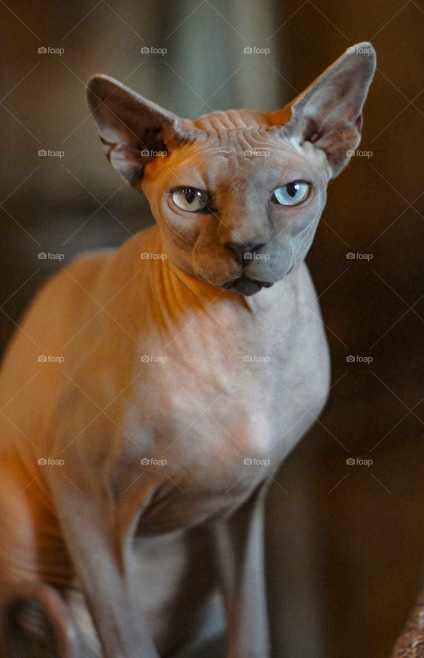 Sphynx look like an alien