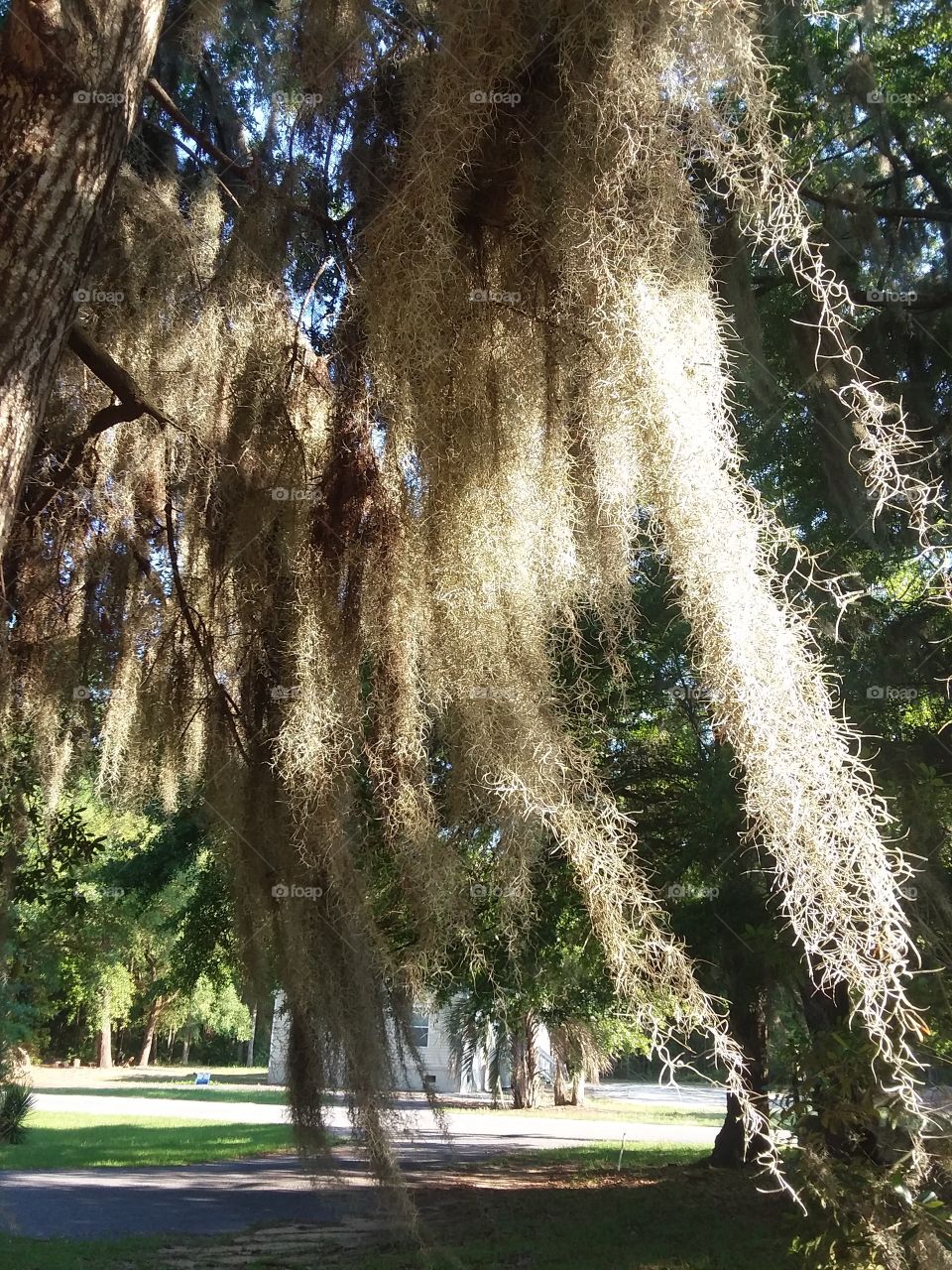It's a perfect afternoon to shoot the Spanish Moss and Live Oaks