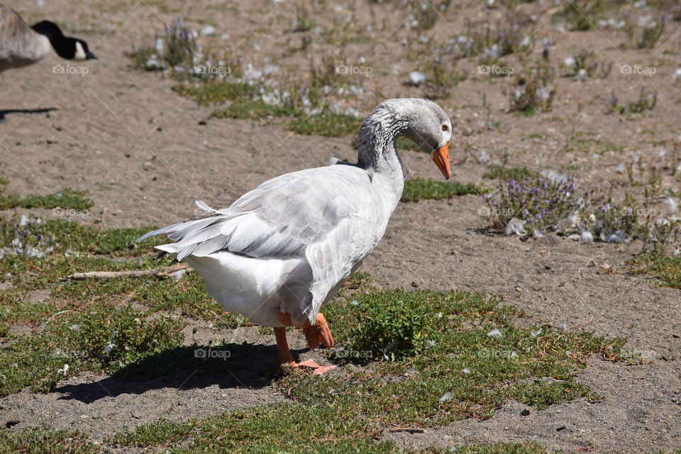 Goose of a feather