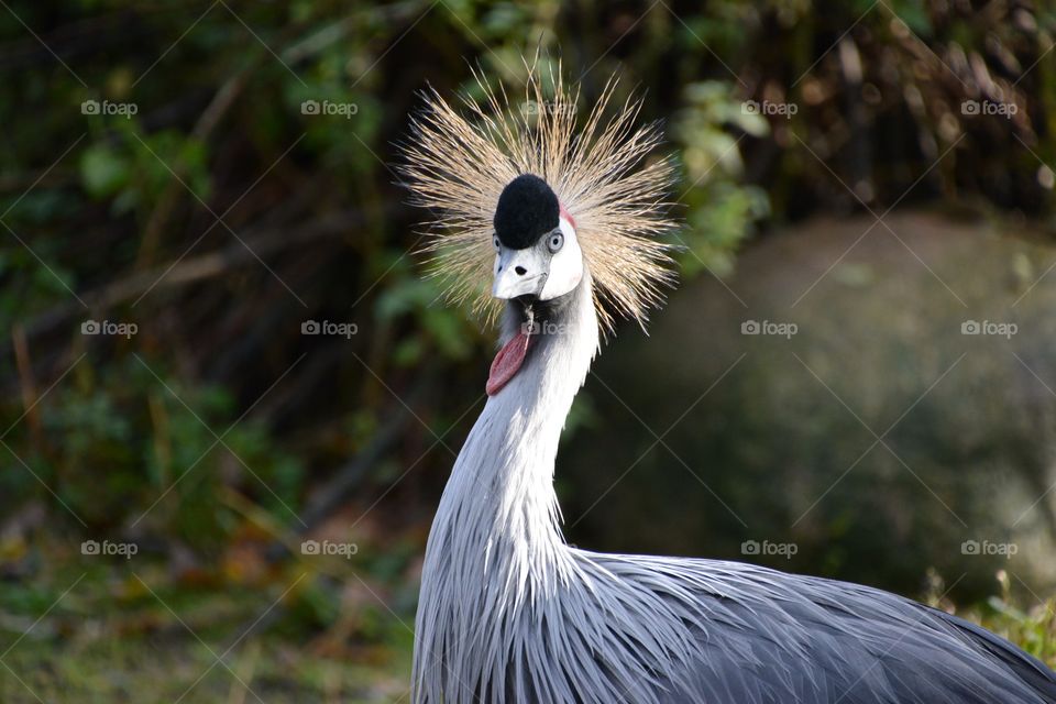 Grey crowned crane