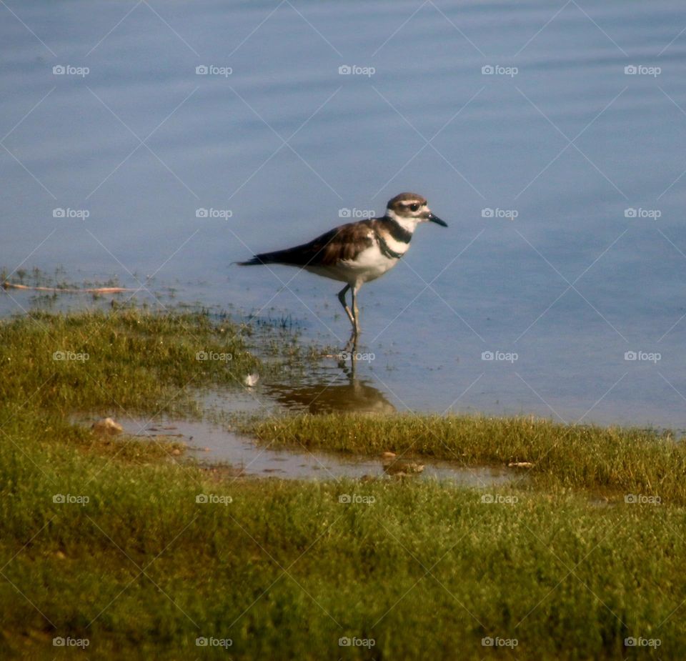 Killdeer Wading in Water