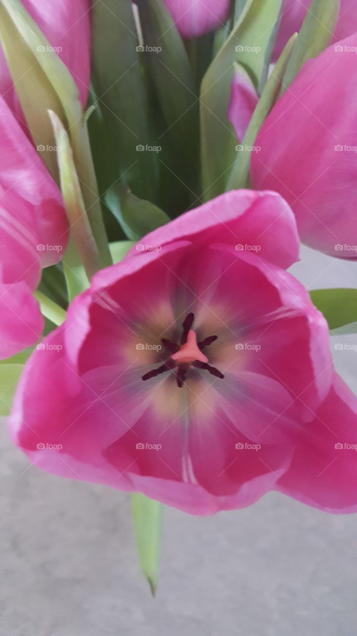 pink tulip
