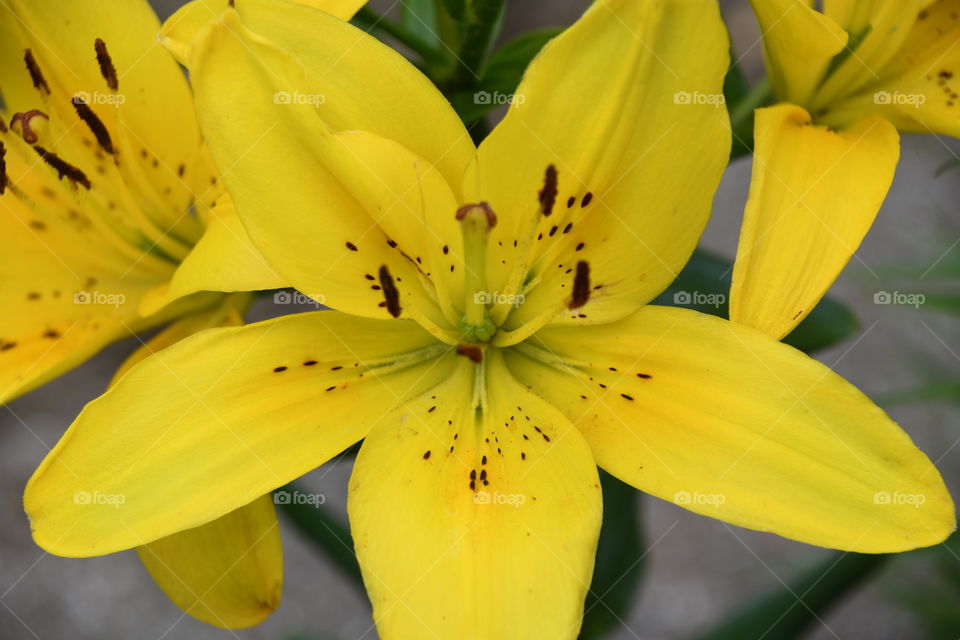 yellow lily