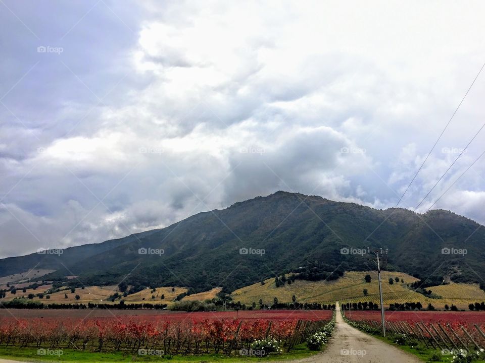 Vineyard in Chile