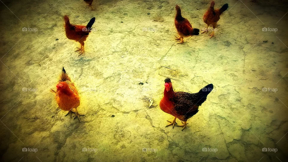 hen
