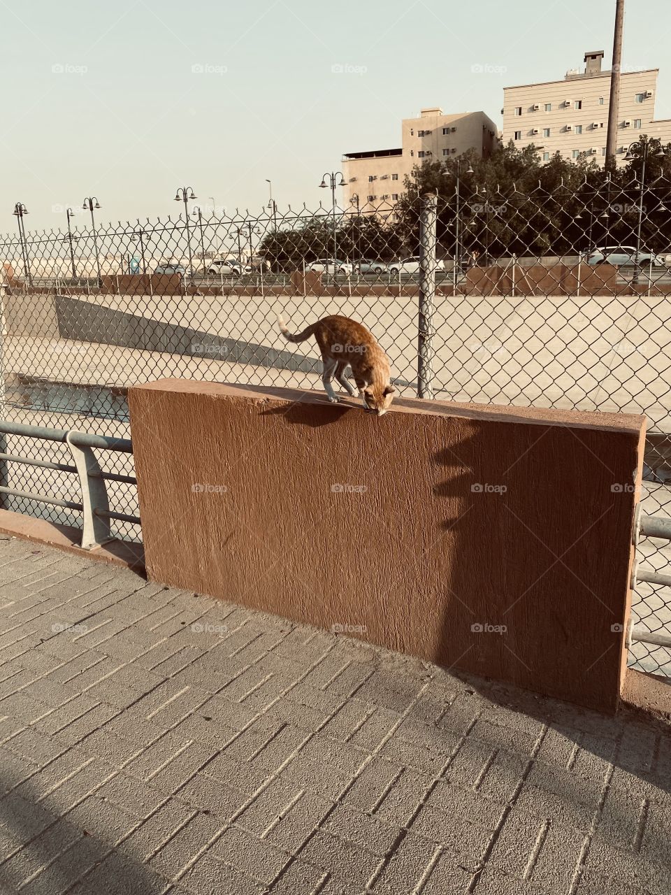 Cute cat in a Gangway