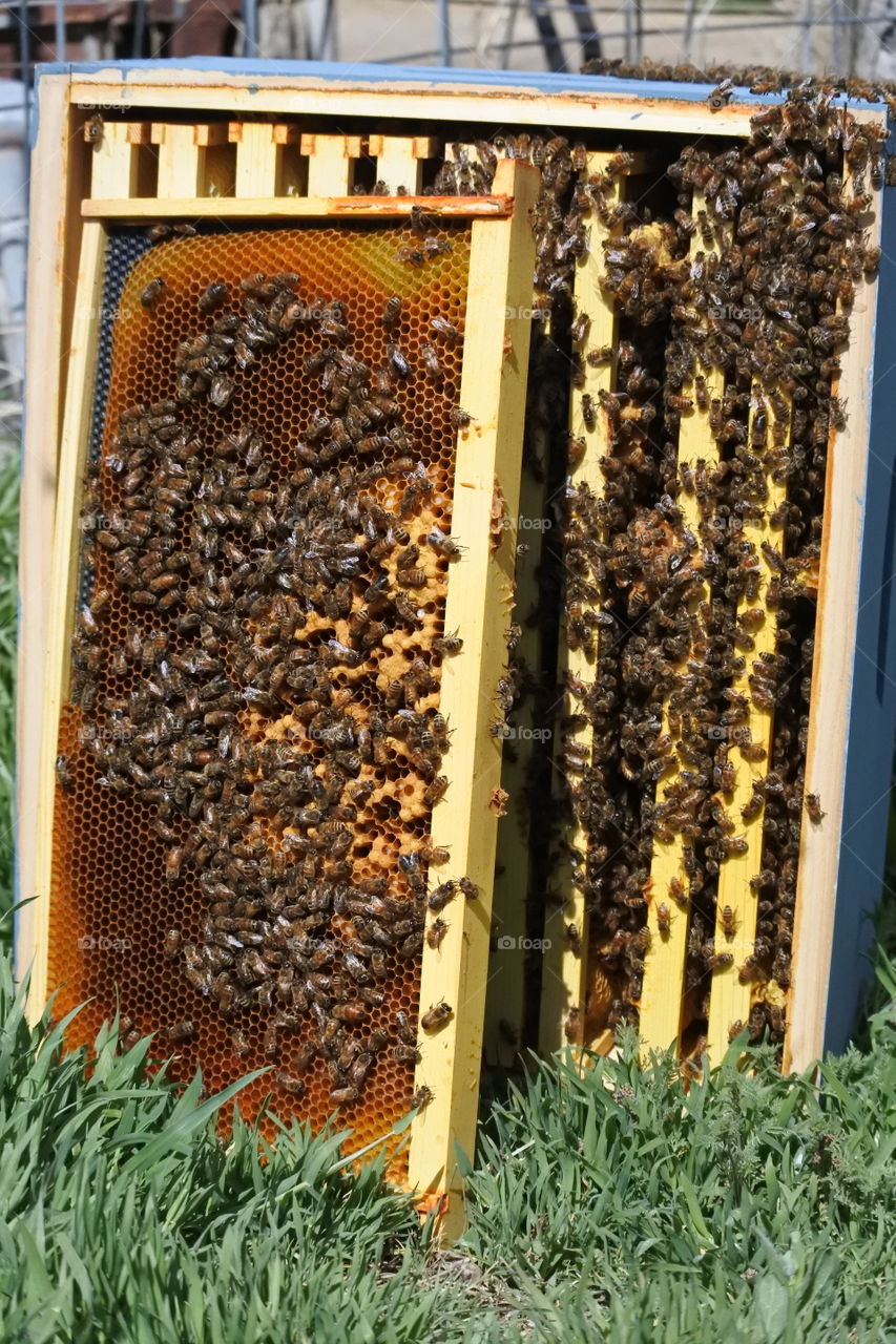 Bees for days
