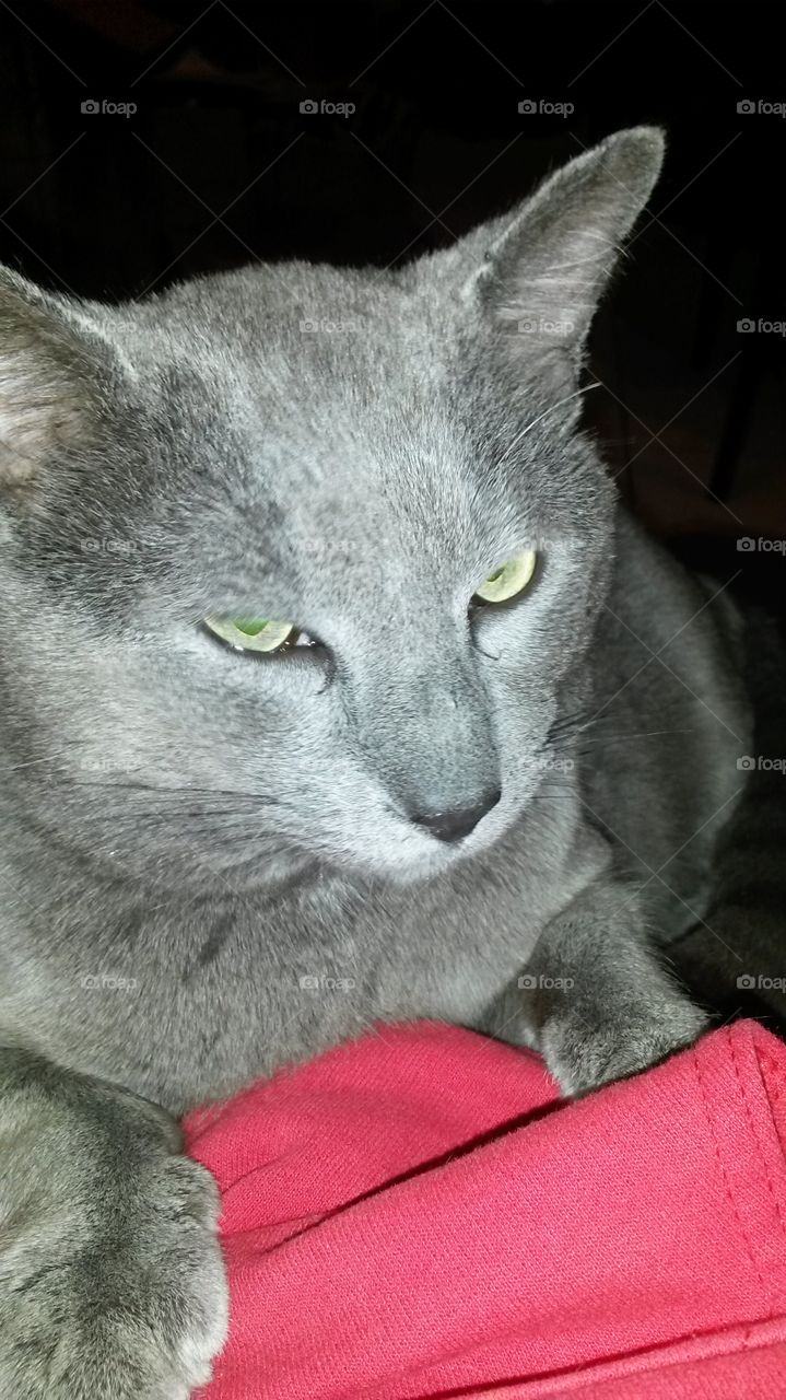 Harald the Grey, Knight of the Order of the Lap. My cat Harald making a bad day better by sitting on me. 
