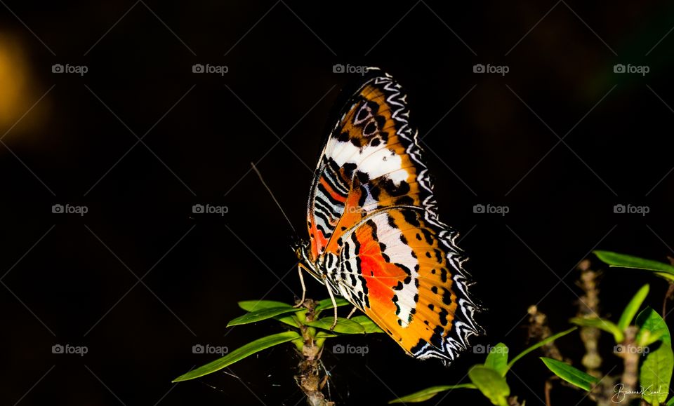 Leopard Lacewing (male)...from Bali.
