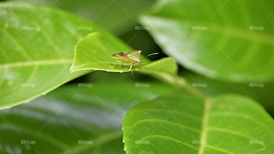 red green bug sits on a leaf