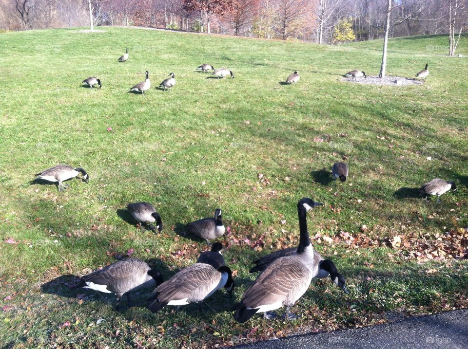 Goose Family. Canadian Gaggle of Geese during the morning grass grazing on a hill