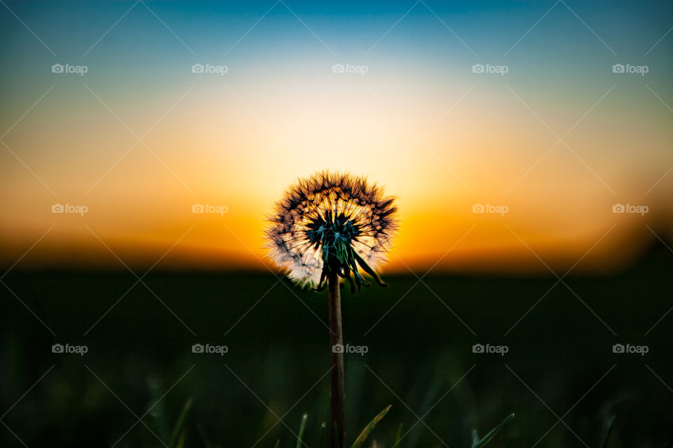Nature, Blur, Grass, Flower, Sun
