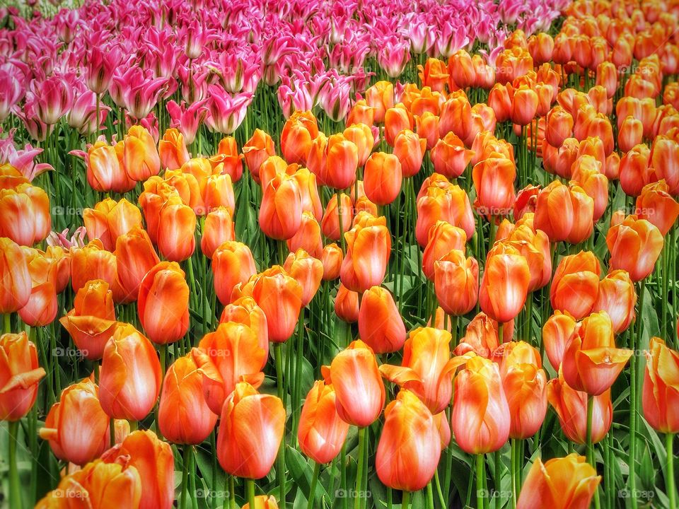 Tulips Keukenhof