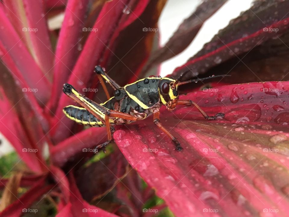 Giant locust on a pink plant in Florida 
