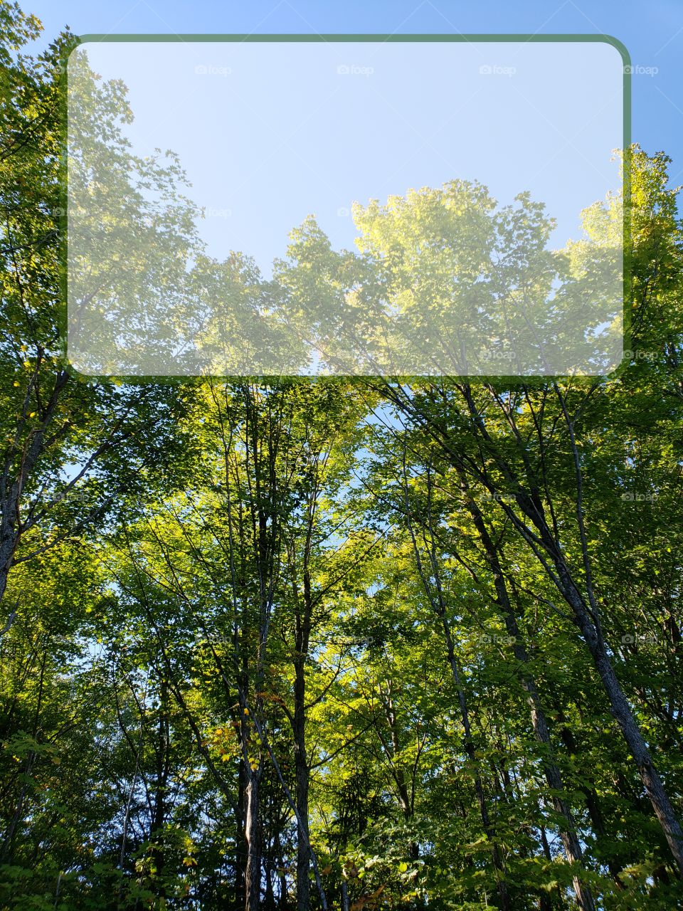 Outdoor forest sign with trees and copy space