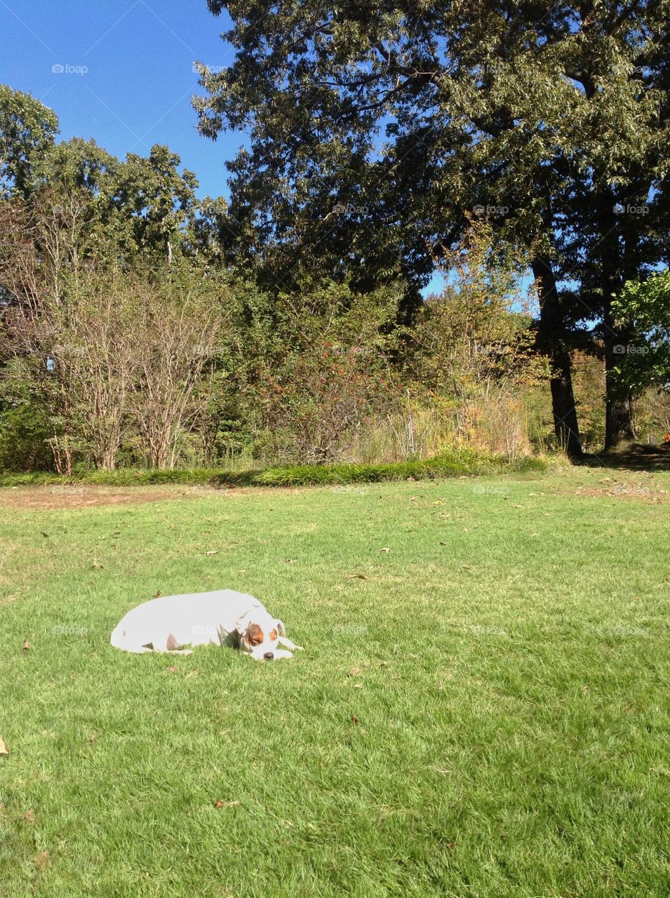 Doggy Snoozing in the Sun