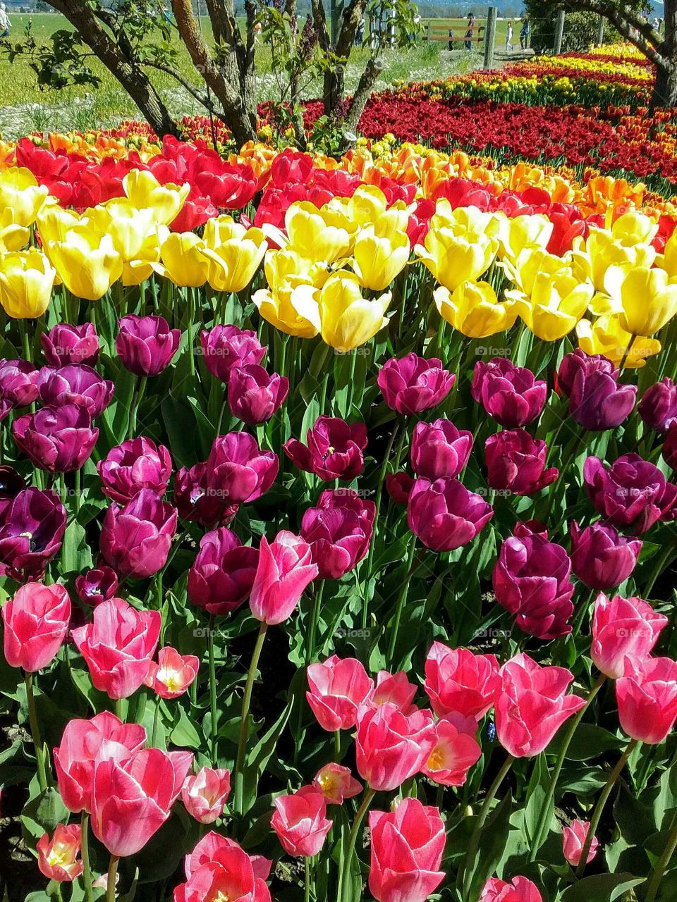 Colorful Tulip Bed, Spring Tulip Festival, Mount Vernon, Fidalgo Island,  Washington, USA