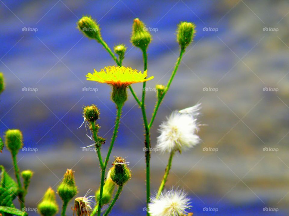 Beautiful Weeds. Weeds can be beautiful too. They have their good side and their bad side. Just like people.