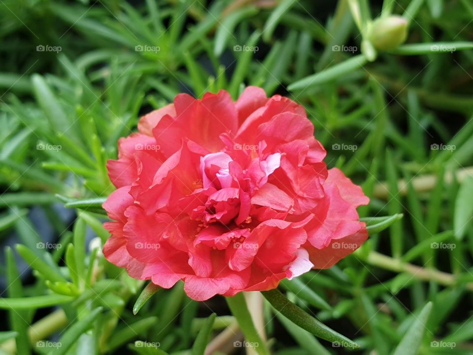 the portulaca grandiflora