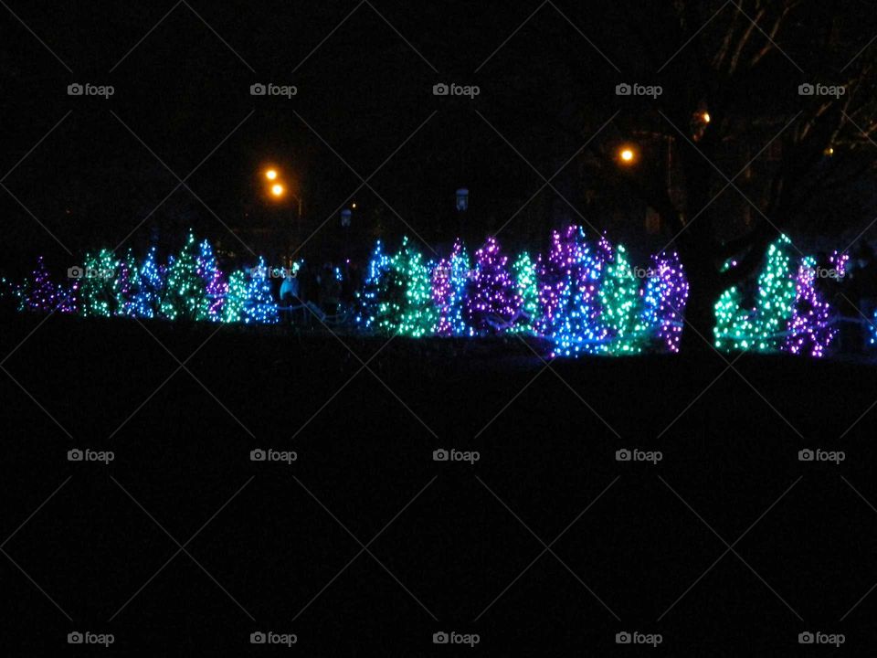 Christmas trees in a field