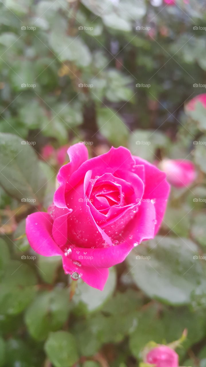 A rose after the rain