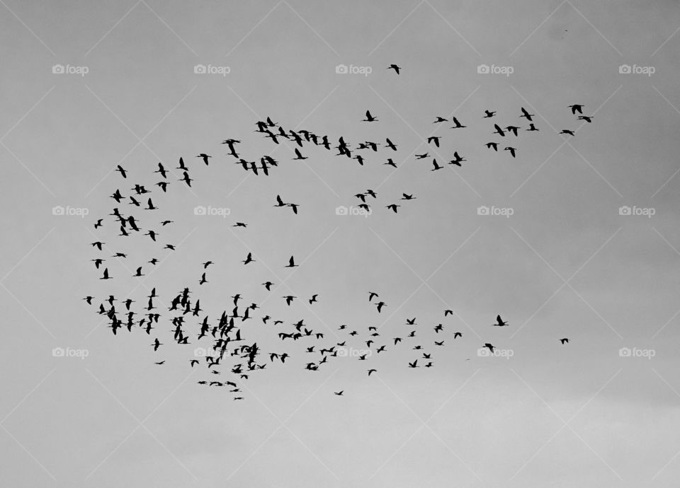 Bird photography - bird flock