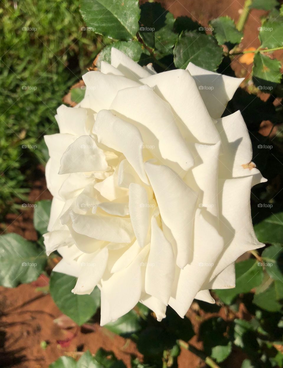 White flower