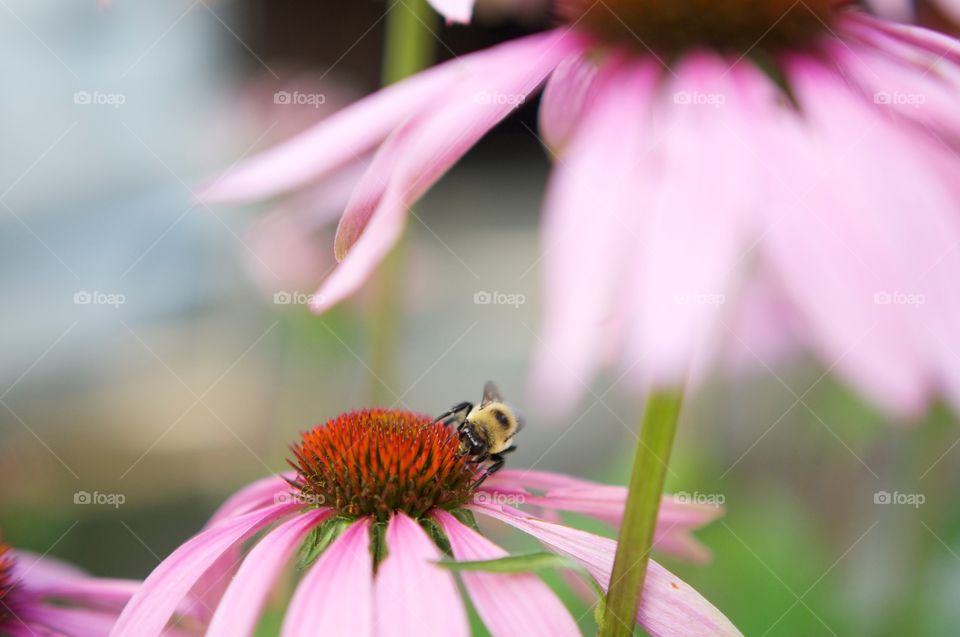 Behind the pink flower 