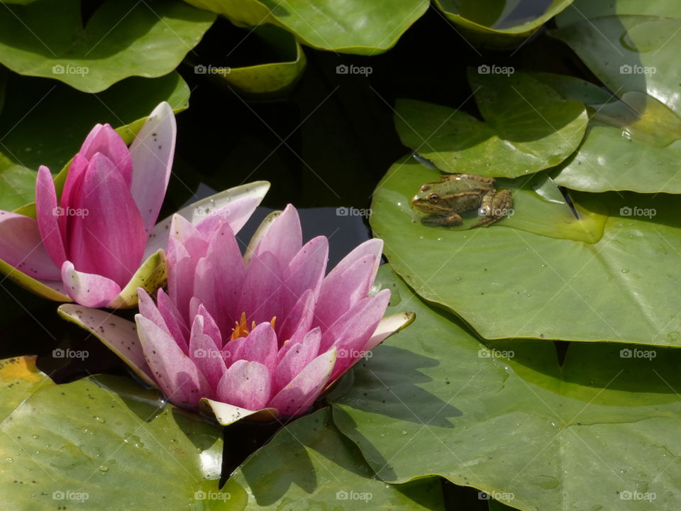 Beautiful pink Waterlily with small Frog