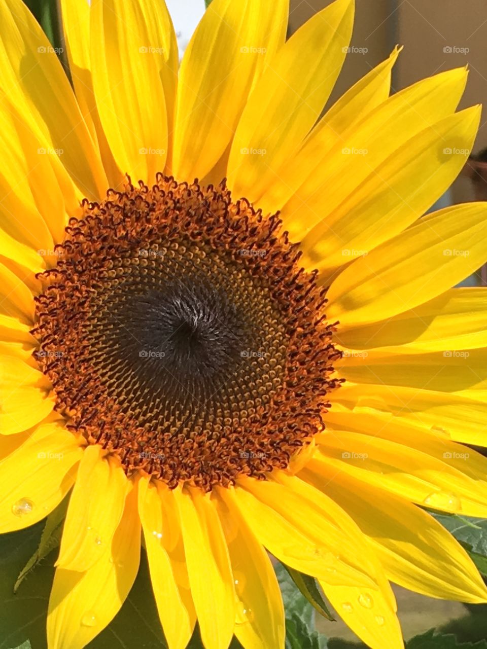 Bright orange center on vivid yellow sunflower closeup 