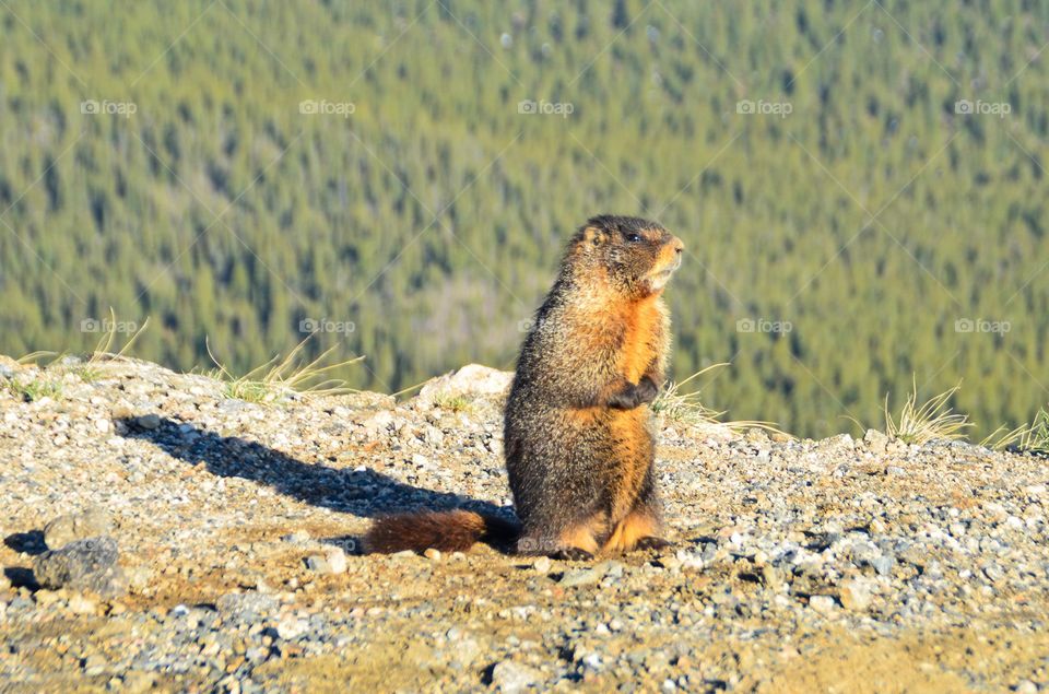 Marmot in the mountains 