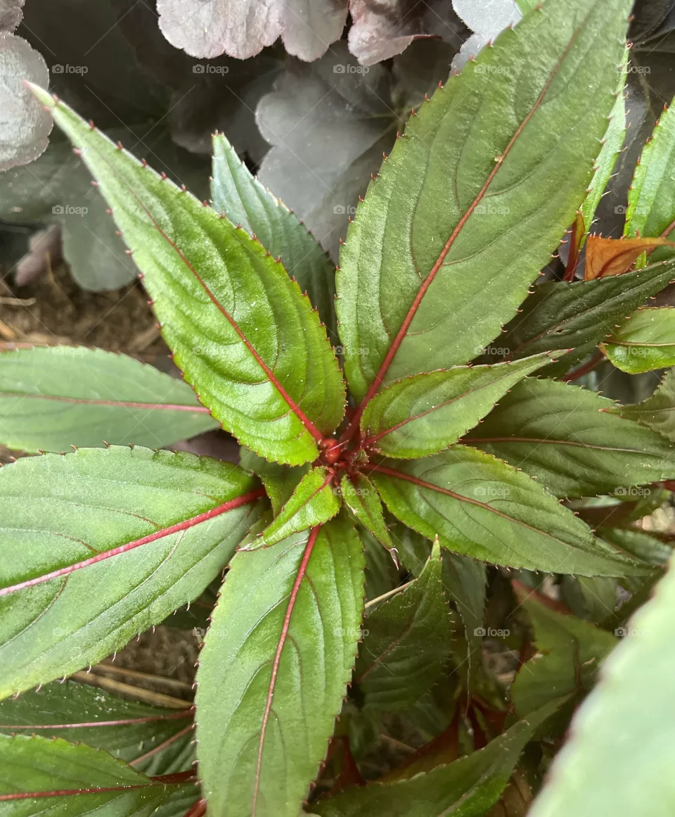 Plants 