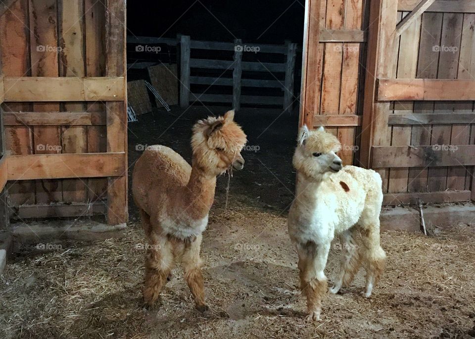 Alpacas in Barn