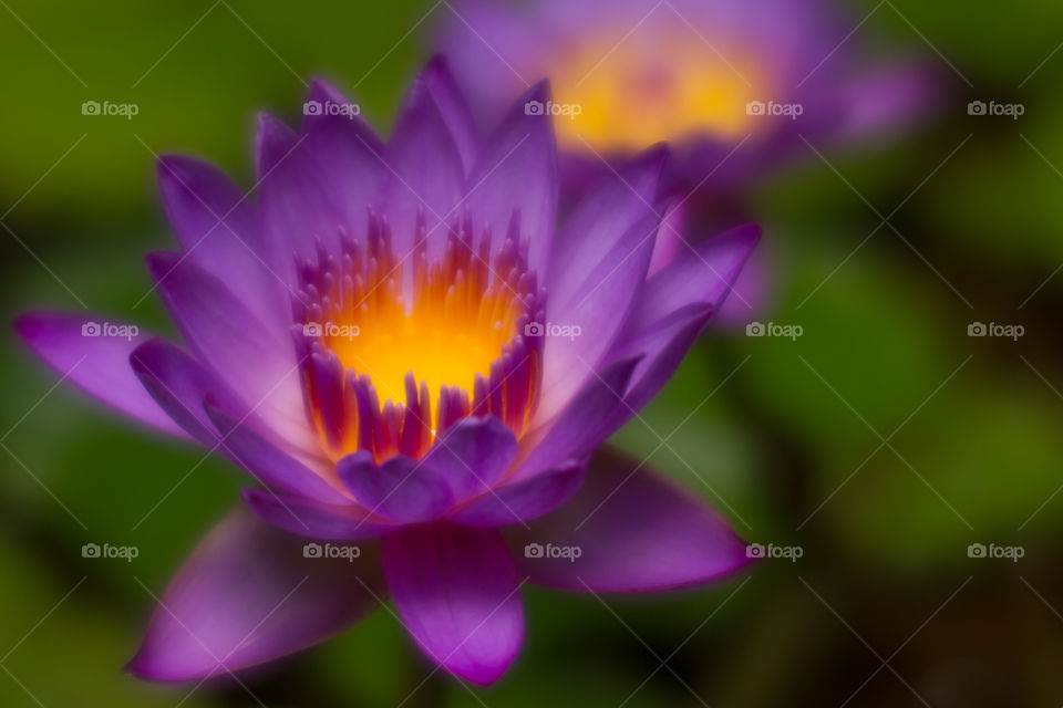Bursting with color Purple Yellow Orange Water Lily