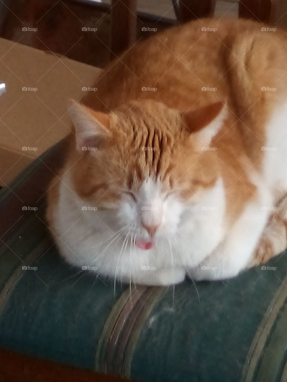 yawn! what a Monday laying around napping, eating and napping some more. man I'm tired.