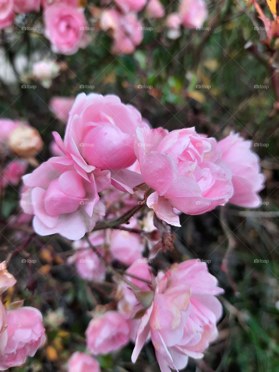 November  roses