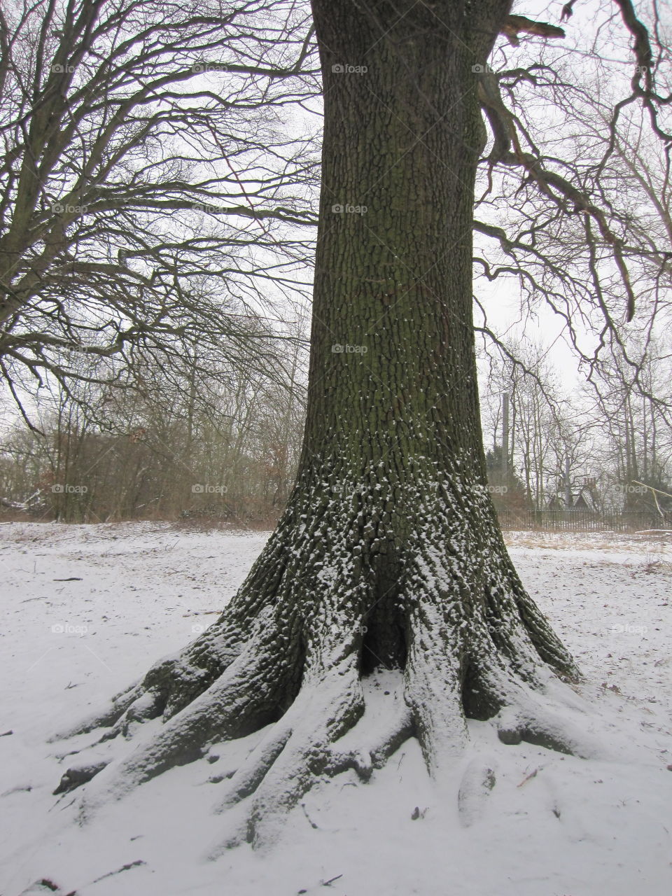 Winter, Tree, Snow, Wood, No Person