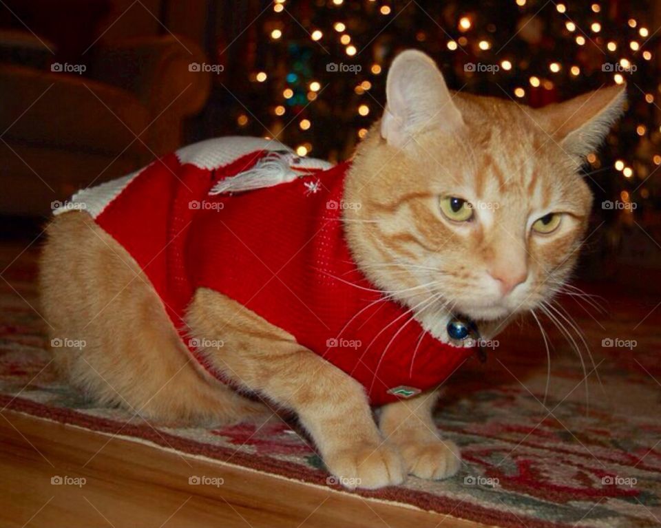Kitty under the tree. Christmas , Kitty in his sweater under the Christmas tree.