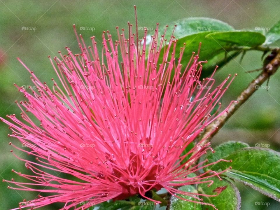 Pink flower