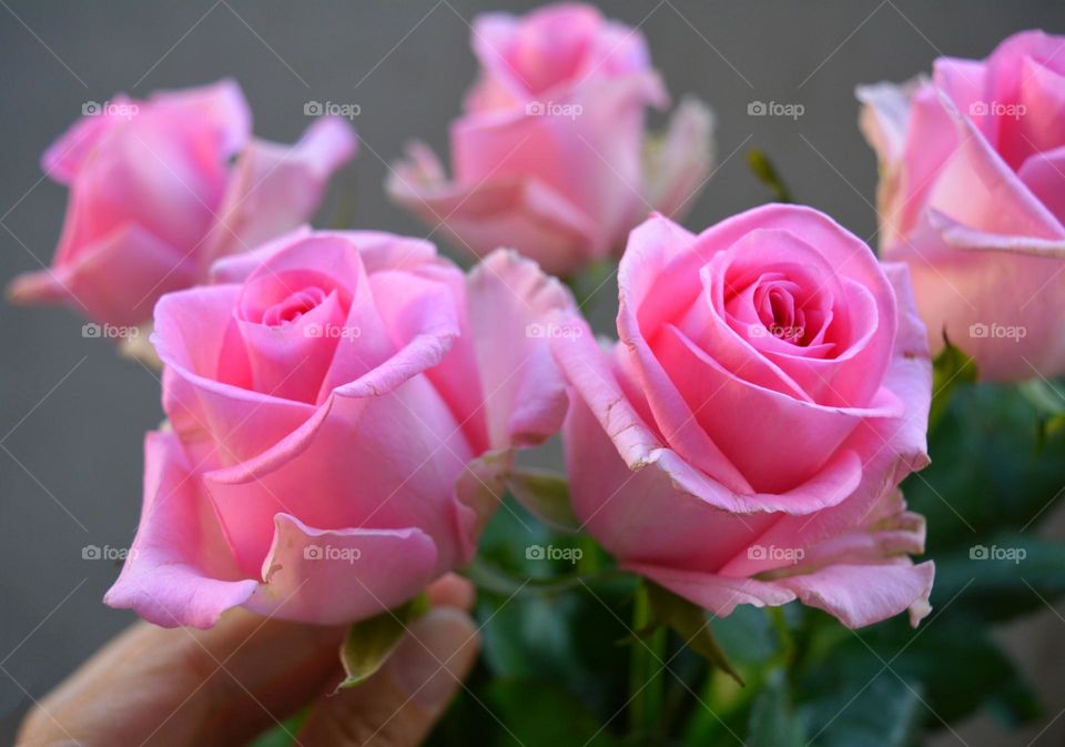 pink rose flower in the hand, Barbie style