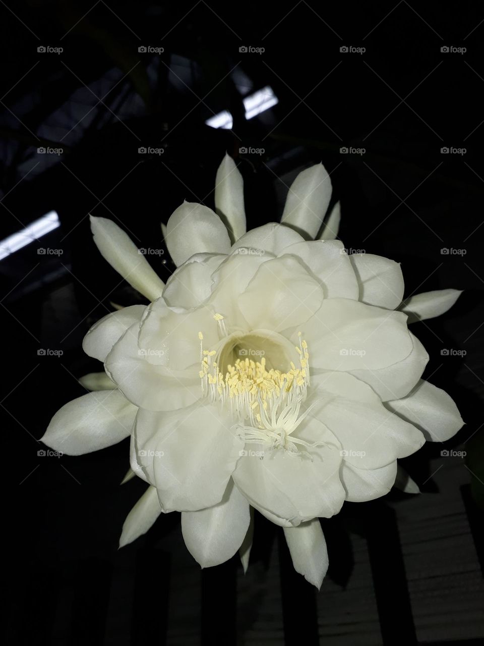 Wijaya Kusuma flowers, the flowers are fragrant and beautiful but they bloom at night and in the morning they have withered.