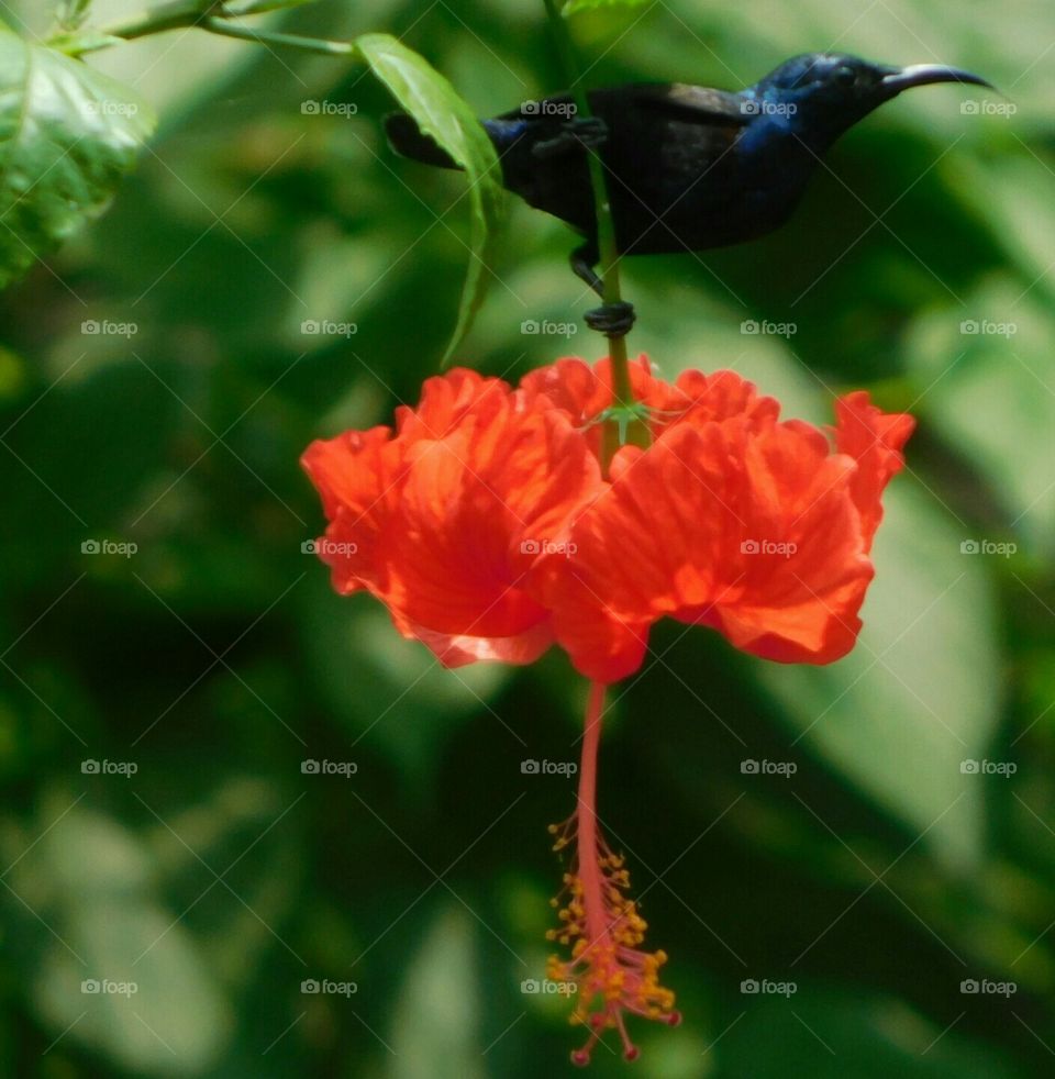 Indian sunbird and chinarose