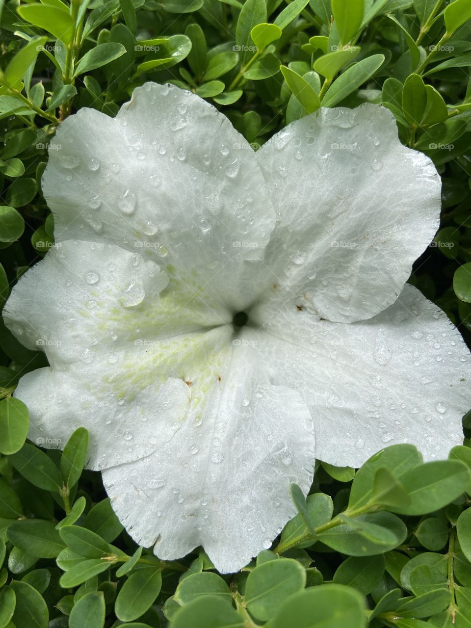 Wire flower with droplets 