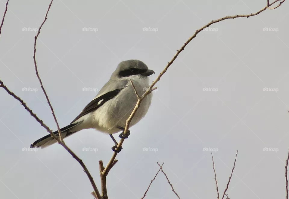 Loggerhead Shrike