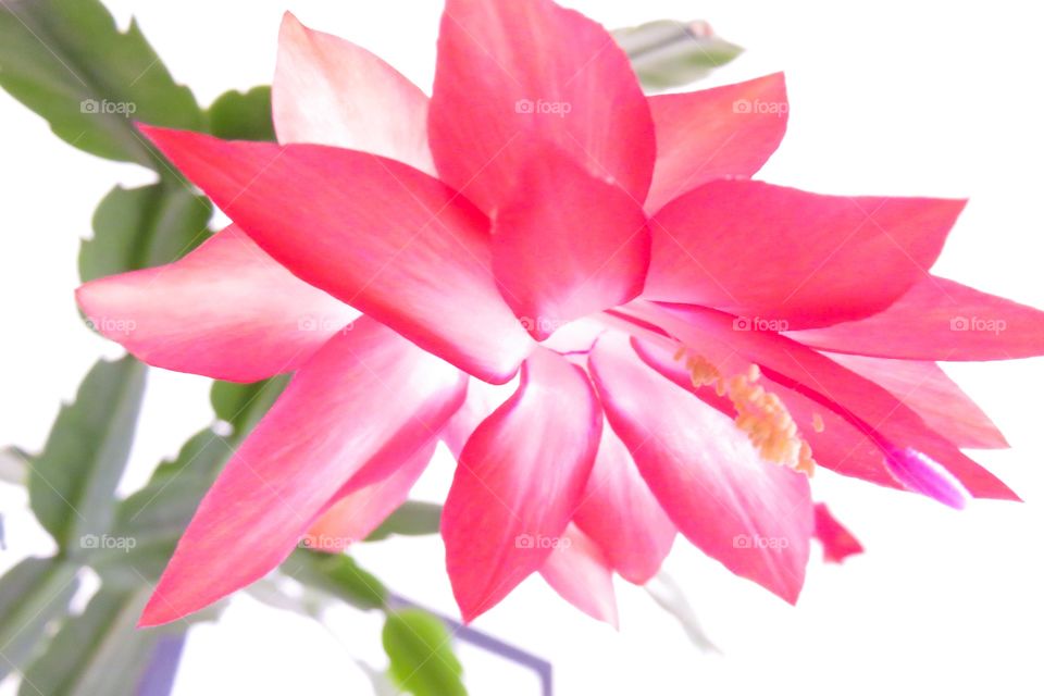 Christmas cactus