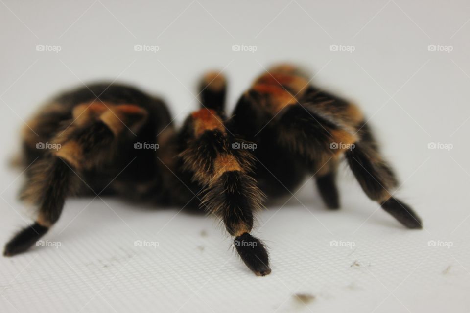 red and black spider on white Background